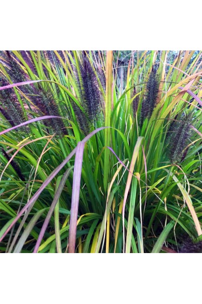 Листя Пенісетум `Dronning Ingrid` улітку